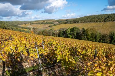Le domaine - Domaine Dauvissat
