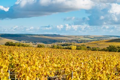 Le domaine - Domaine Dauvissat