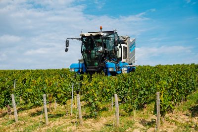 Les vignes : les vendanges - Domaine Dauvissat